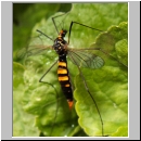 Nephrotoma crocata - Gelbbindige Schnake w05.jpg